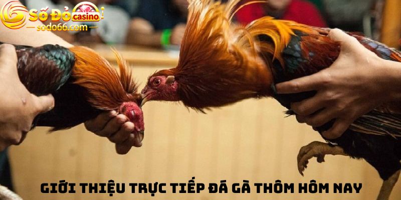 Giới thiệu trực tiếp đá gà thomo hôm nay