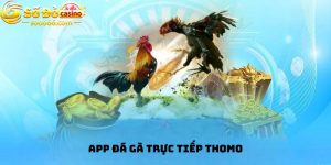 App đá gà trực tiếp thomo