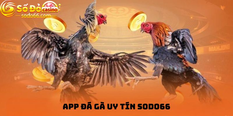 App đá gà uy tín Sodo66