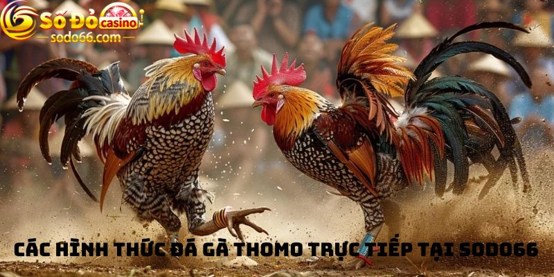 Các hình thức trực tiếp đá gà thomo hôm nay tại sodo66