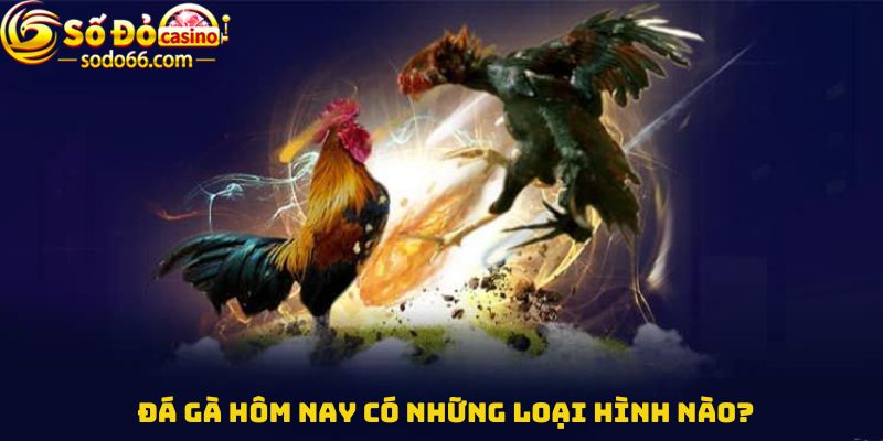 Đá gà hôm nay có những loại hình nào?