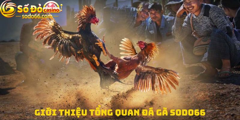 Giới thiệu tổng quan Đá gà Sodo66