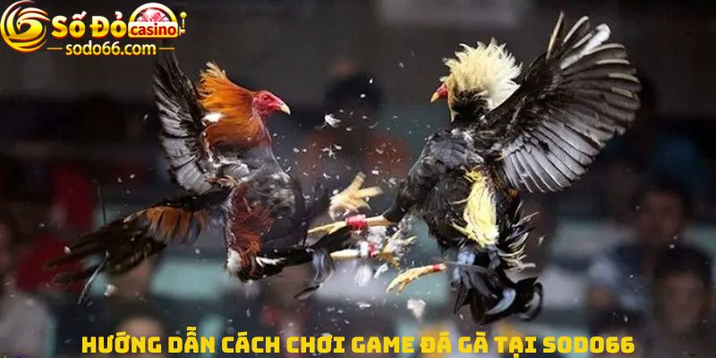 Hướng dẫn cách chơi Game đá gà tại Sodo66