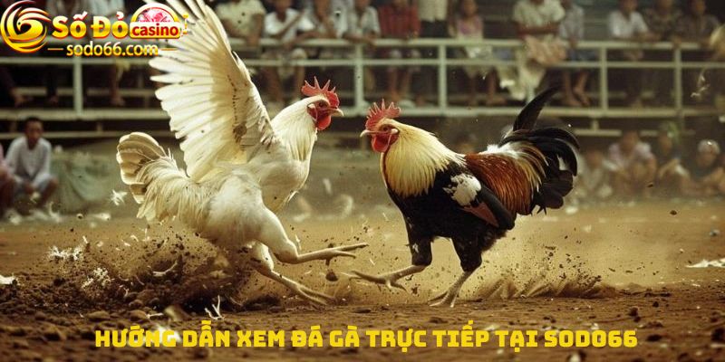 Hướng dẫn Xem đá gà trực tiếp tại Sodo66