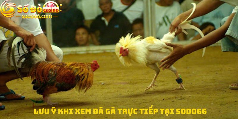 Lưu ý khi Xem đá gà trực tiếp tại Sodo66