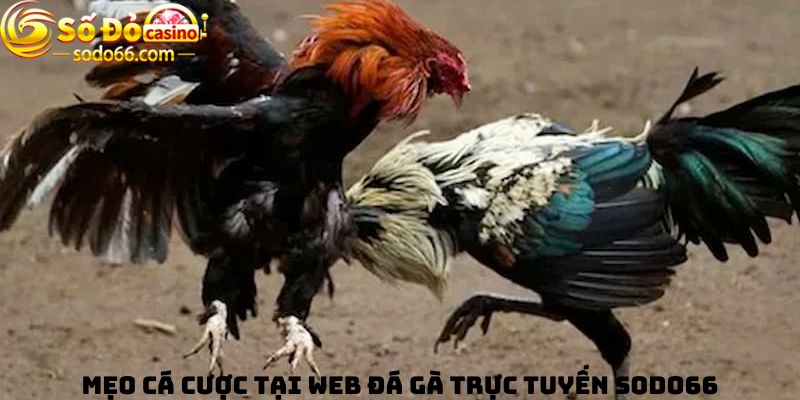 Mẹo cá cược tại Web đá gà trực tuyến Sodo66