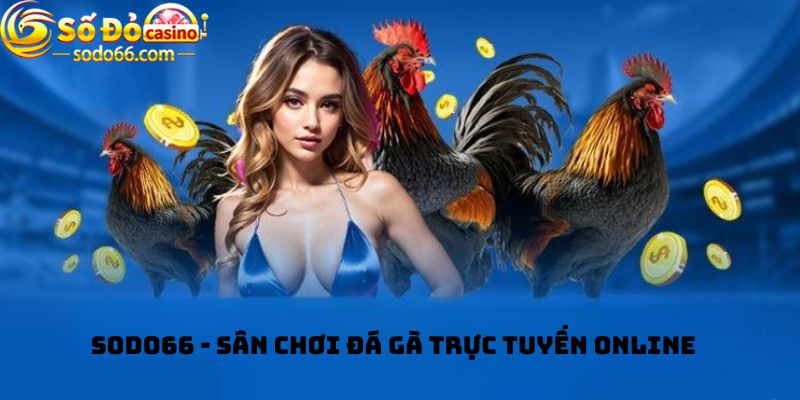 Sodo66 - Sân chơi Đá gà trực tuyến online 