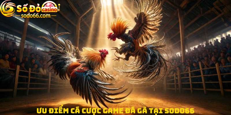 Ưu điểm cá cược Game đá gà tại Sodo66