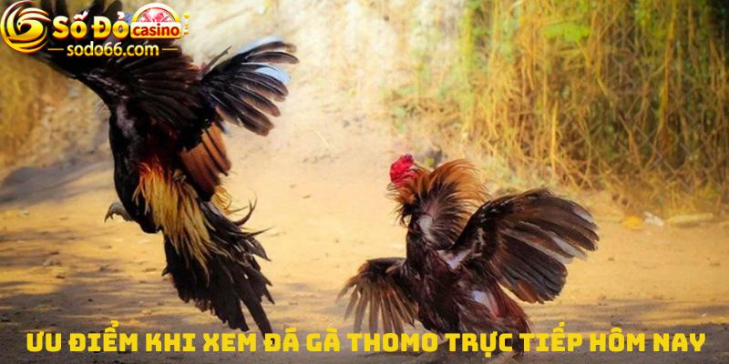 Ưu điểm khi xem trực tiếp đá gà thomo hôm nay