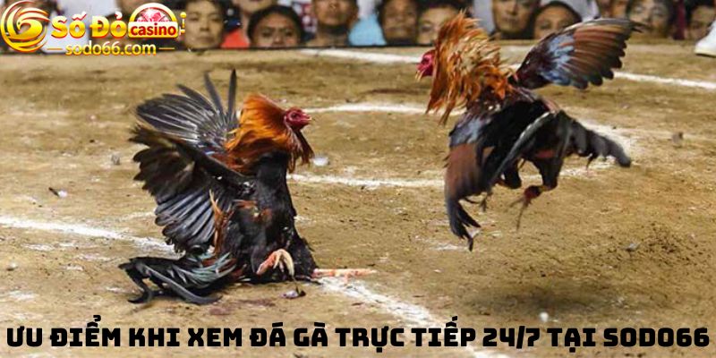 Ưu điểm khi xem Đá gà trực tiếp 24/7 tại Sodo66