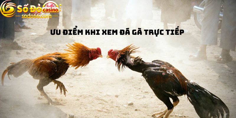 Ưu điểm khi Xem đá gà trực tiếp 